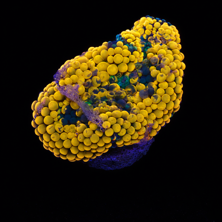 Ricordea Florida Orange S (Ong. 4-5 cm) WYSIWYG (1776005387189)