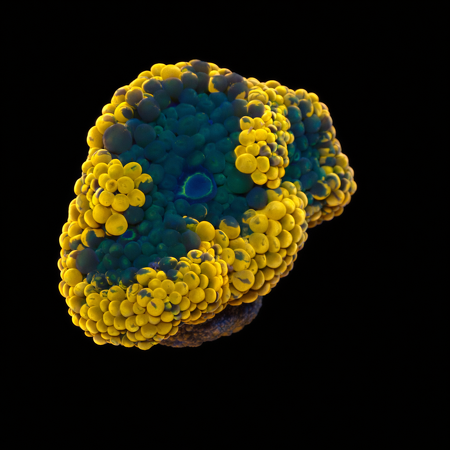 Ricordea Florida Orange S (Ong. 4-5 cm) WYSIWYG (1776005394722)