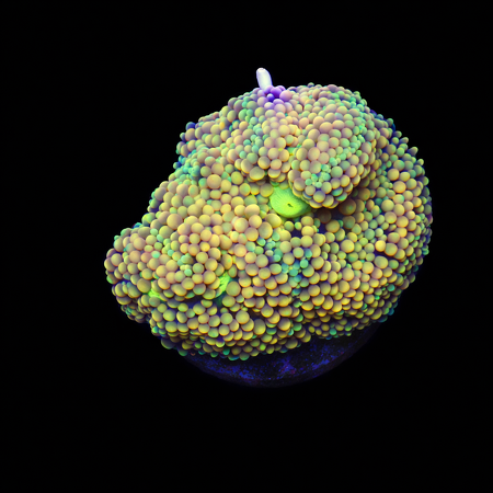 Ricordea Florida Rainbow Frag (Ong. 2-3 cm) WYSIWYG (1776004752870)