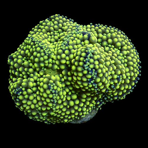 Ricordea Florida Ultra Geel  Frag (Ong. 2-3 cm) WYSIWYG (1771141121820)