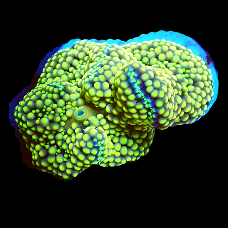 Ricordea Florida Ultra WYSIWYG (1770545939856)