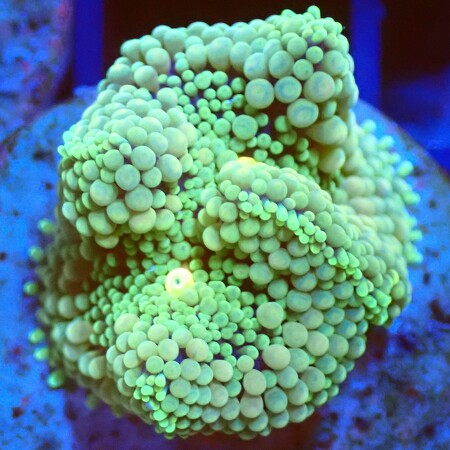 Ricordea Florida WYSIWYG (1759516175877)