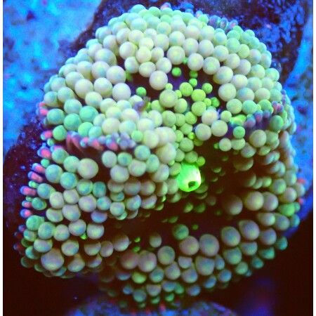 Ricordea Florida WYSIWYG (1759516200629)