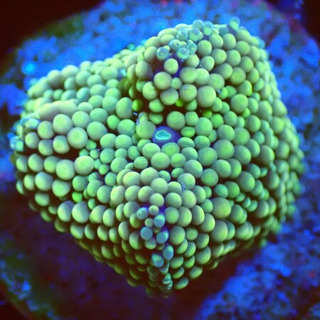 Ricordea Florida WYSIWYG (1759516214261)