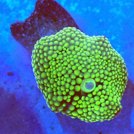 Ricordea Florida WYSIWYG (1760772904963)