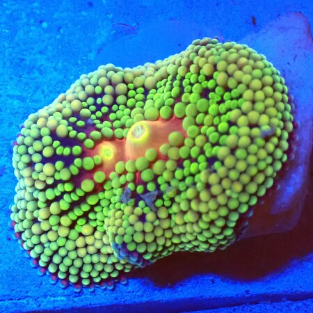 Ricordea Florida WYSIWYG (1760772920479)