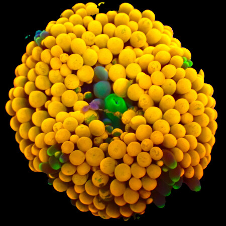 Ricordea Florida WYSIWYG (1766181075460)