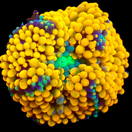 Ricordea Florida WYSIWYG (1766181409271)