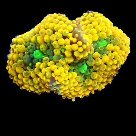 Ricordea Florida WYSIWYG (1770545815879)