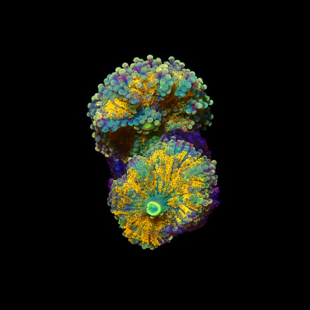 Ricordea Yuma Orange Frag (Ong. 2-3 cm) WYSIWYG (1778573650703)
