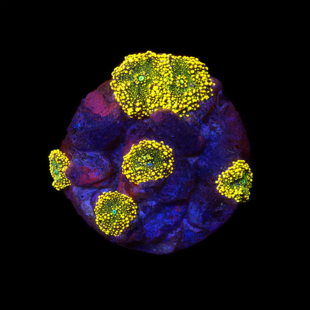 Ricordea Yuma Orange garden M (Ong. 6-7 cm) WYSIWYG (1776006029879)