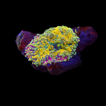 Ricordea Yuma Rainbow Frag (Ong. 2-3 cm) WYSIWYG (1778573582619)