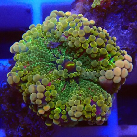 Ricordea Yuma Special WYSIWYG (1756832169062)