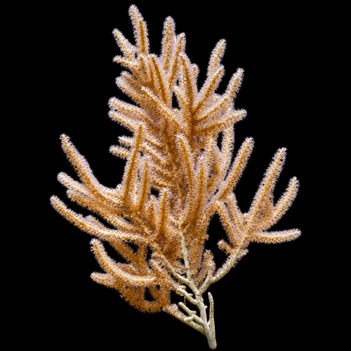 Rumphella gorgoon (slimmy seafan)