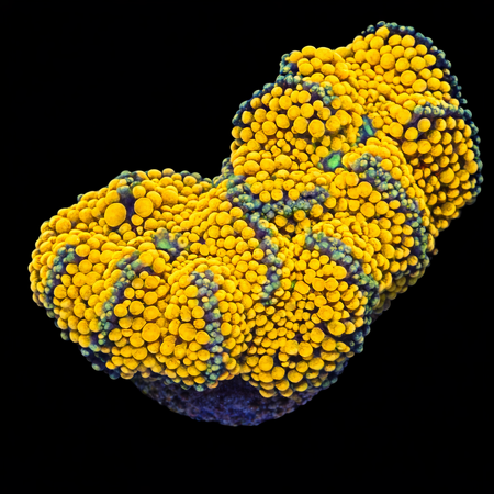 40.00 S (Approx. 4-5 cm) WYSIWYG (1772912133506)