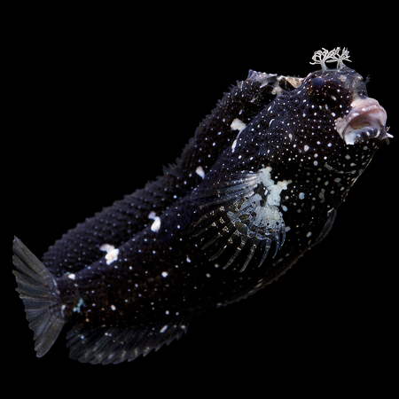 Salarias ramosus (jewelalgeneter)