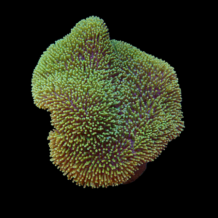 Sarcophyton Fiji M (Ong. 6-7 cm) WYSIWYG (1776006510811)