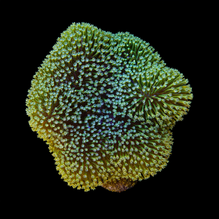 Sarcophyton Fiji M (Ong. 6-7 cm) WYSIWYG (1776006514407)