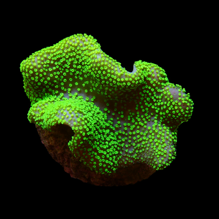 Sarcophyton Fiji M (Ong. 6-7 cm) WYSIWYG (1776006518193)