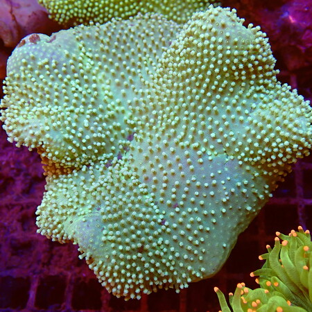 Sarcophyton green Fiji WYSIWYG (1757698713453)