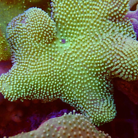 Sarcophyton Green Fiji WYSIWYG (1757698735886)