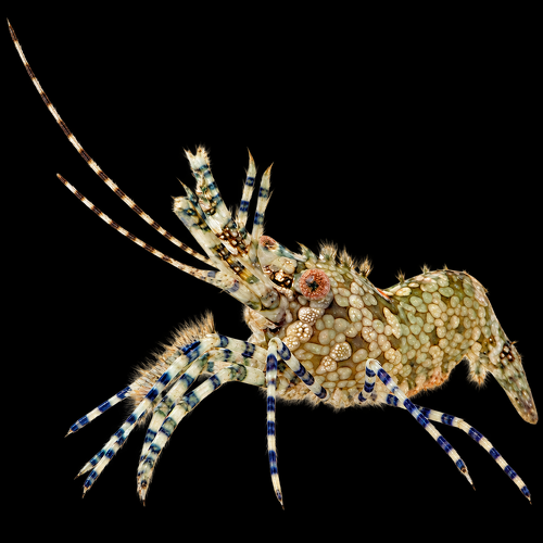 Saron marmoratus (Female) (marble shrimp)