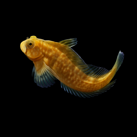 Cristata Scartella