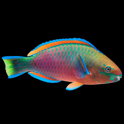 Scarus quoyi (Quoy's parrotfish)