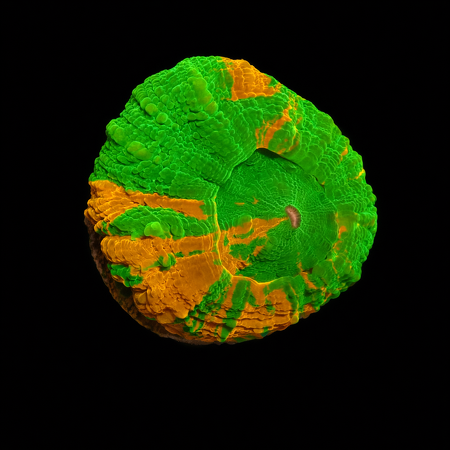 Scolymia Bleeding Apple Frag (Approx. 2-3 cm) WYSIWYG (1778573563681)