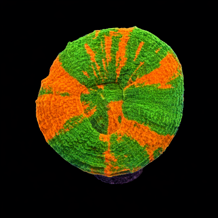 Scolymia Bleeding Apple Frag (Approx. 2-3 cm) WYSIWYG (1783883726348)