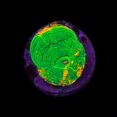 Scolymia bleeding apple Frag (Approx. 2-3 cm) WYSIWYG (1783884329127)