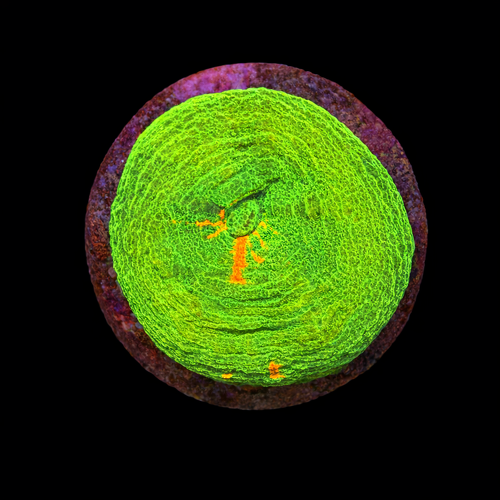 Scolymia bleeding apple Frag (Approx. 2-3 cm) WYSIWYG (1790873392490)
