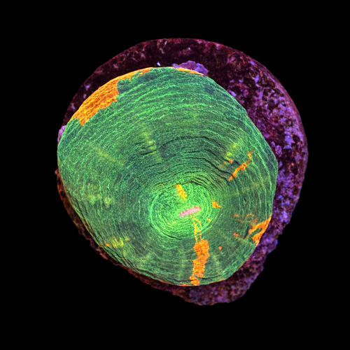 Scolymia bleeding apple Frag (Approx. 2-3 cm) WYSIWYG (1790873434123)