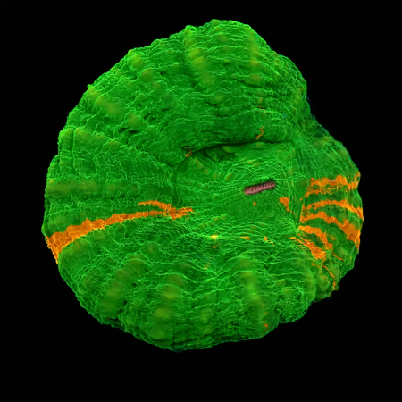 Scolymia Bleeding Apple S (Ong. 4-5 cm) WYSIWYG (1773084399255)