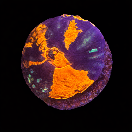 Scolymia Warpaint Frag (Approx. 2-3 cm) WYSIWYG (1783883844879)