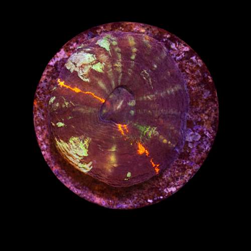 Scolymia warpaint Frag (Approx. 2-3 cm) WYSIWYG (1790873412422)