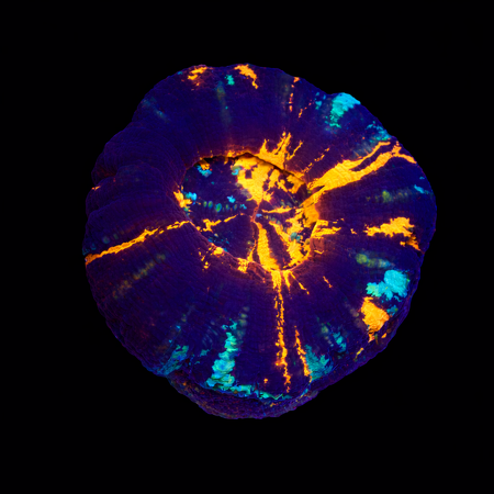 Scolymia Warpaint S (Approx. 4-5 cm) WYSIWYG (1773252753861)