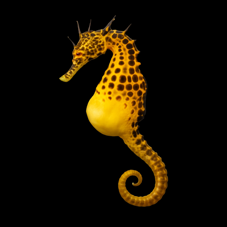 Seahorses - Tank Bred - Hippocampus abdominalis - DJM Bred