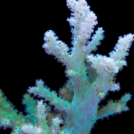 Sinularia Asterolobata (Finger Leather Coral) Green
