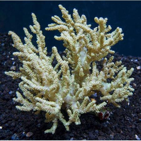 Sinularia Flexibilis (Finger Leather Coral) Yellow / Brown