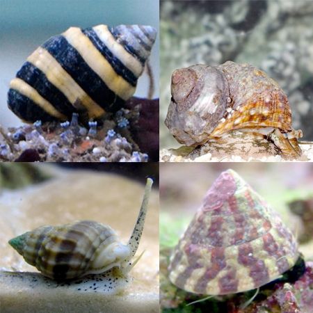 Snails Pack (8 Snails)