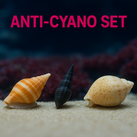 Snail pack (Anti-Cyano)