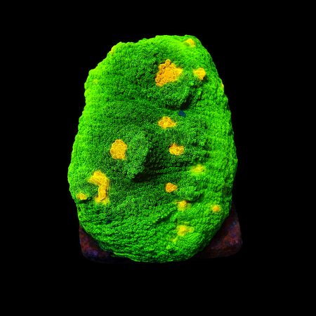 Space invaders Chalice Frag (Approx. 2-3 cm) WYSIWYG (1778573509199)