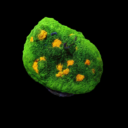 Space invaders Chalice Frag (Approx. 2-3 cm) WYSIWYG (1778573511902)