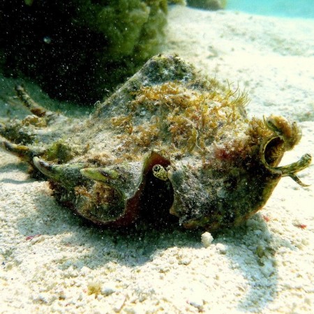 Spider conch snail (Lambis lambis)