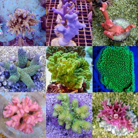 SPS corals Mix Pack (10 SPS corals)