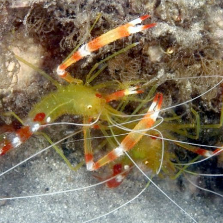Stenopus Cyanoscelis (Yellow Caper Shrimp)