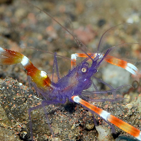 Stenopus Tenuirostris (Blue Caper Shrimp)