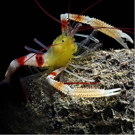Stenopus Zanzibaricus (Gold Banded Shrimp)