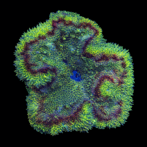 Stichodactyla Tapetum (Mini Tapijt Anemoon) M (Ong. 6-7 cm) WYSIWYG (1771141761890)